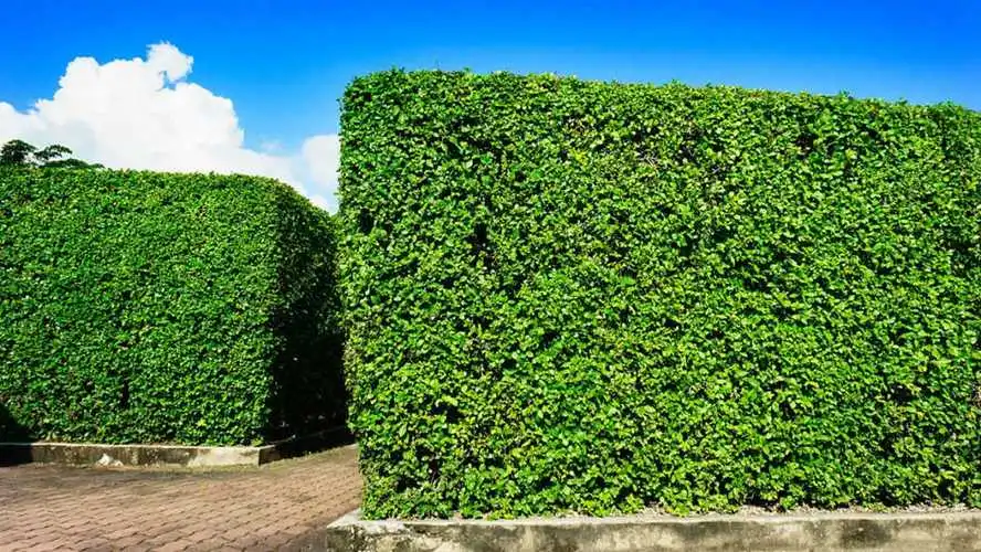 虞城滨河上院绿化工程